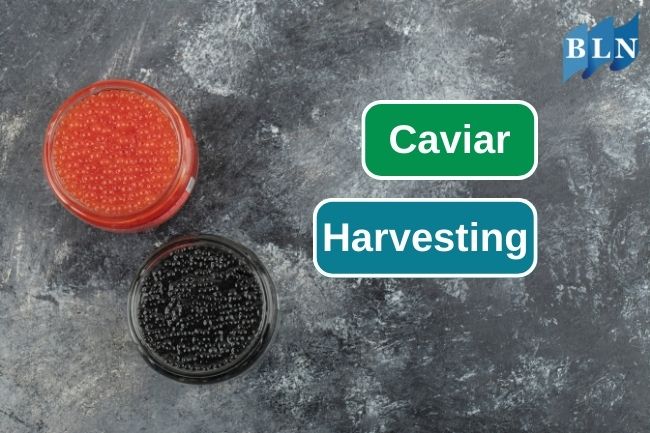 Here Are 8 Steps Of Caviar Harvesting Process